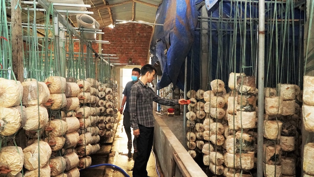 Sức trẻ ở HTX nông nghiệp Hoàng Hải giúp nâng cao giá trị cây nấm của địa phương.