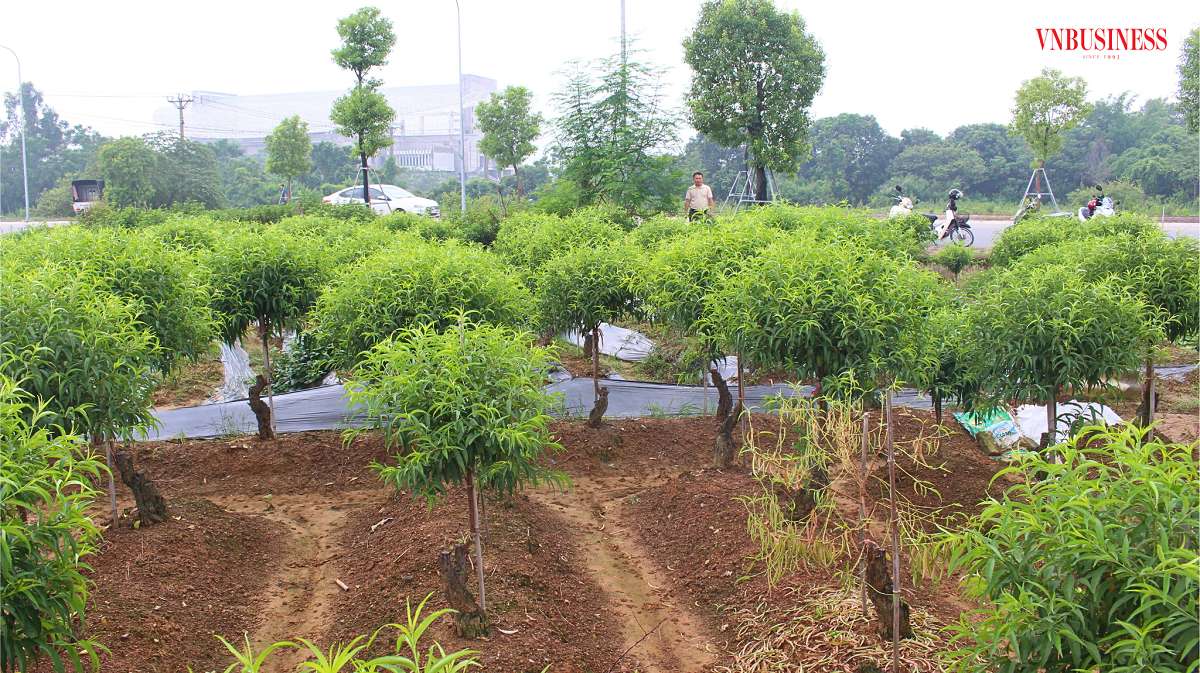Quá trình chuyển đổi canh tác từ trồng lúa sang trồng hoa đào của bà con thôn Phúc Lộc không gặp nhiều khó khăn do có sự hỗ trợ từ HTX cùng chính sách vay vốn từ ngân hàng.