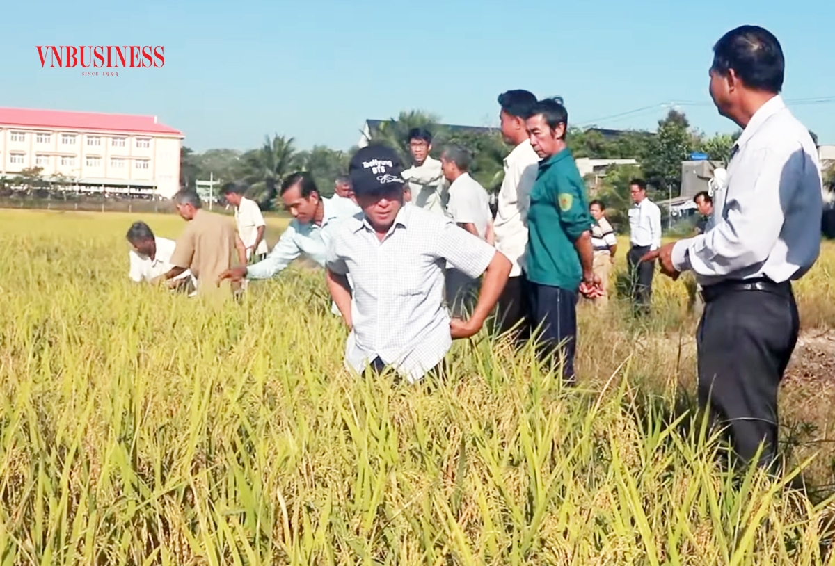 Hoạt động hiệu quả của các HTX đang tạo động lực trong xây dựng nông thôn mới ở Thanh Bình.