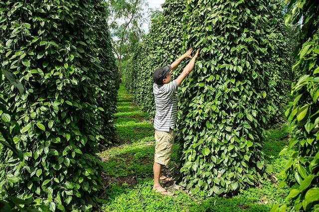 Tín đồ Tin lành phát triển các mô hình kinh tế tập thể, HTX, góp phần quan trọng hướng đến một nền nông nghiệp xanh, sạch, an toàn.