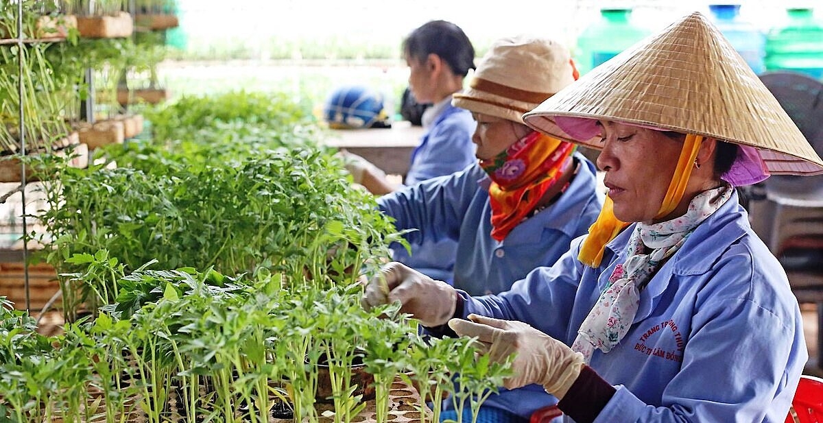 Việc hỗ trợ nông dân, thành viên HTX, tổ hợp tác, đơn vị khởi nghiệp học tập kinh nghiệm sản xuất từ các nước tiên tiến sẽ thúc đẩy ngành nông nghiệp của các địa phương và cả nước.