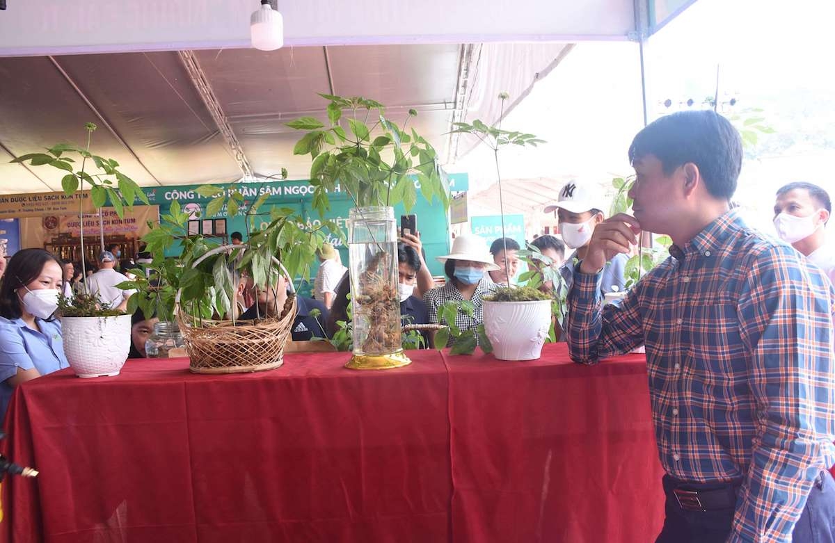 Tu Mơ Rông đẩy mạnh mô hình liên kết giữa DN, HTX với người dân để phát triển diện tích dược liệu, đồng thời mở rộng diện tích sâm Ngọc Linh.