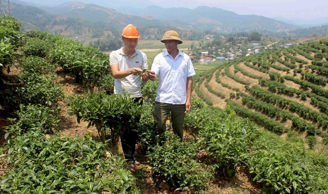 Nhiều mô hình kinh tế HTX hoạt động hiệu quả, khẳng định hướng đi đúng của các địa phương vùng cao Tam Đường.