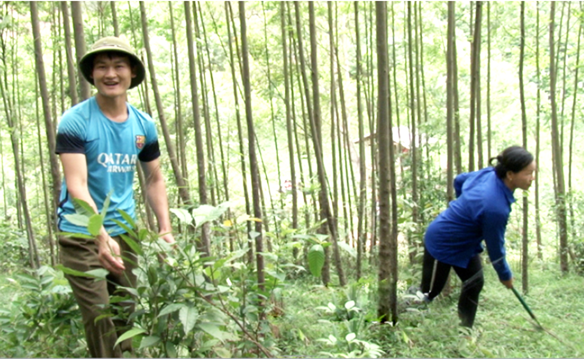 Kinh tế rừng đang mang lại nguồn thu cao cho người dân huyện Bắc Sơn &lpar;Ảnh: BLS&rpar;.