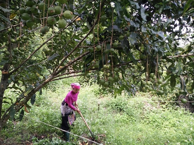 Huyện Tam Đường đang chú trọng chuyển đổi cơ cấu cây trồng, phát triển các mô hình HTX để mang lại hiệu quả kinh tế cho người dân.