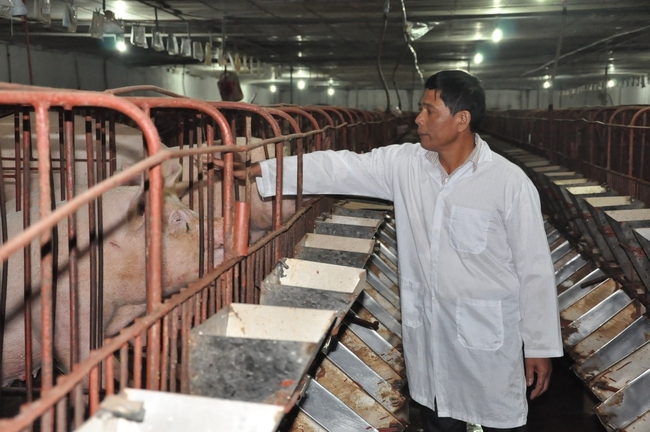 Nhờ đầu tư cho chăn nuôi bài bản mà HTX Hoàng Long có đến 9 sản phẩm đạt OCOP 4 sao.