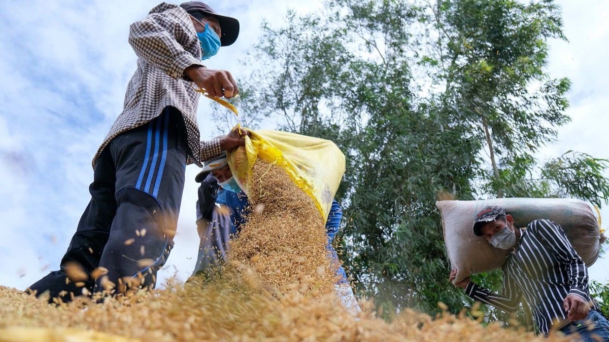 Doanh nghiệp cần cẩn trọng, không thu mua lúa ồ ạt.