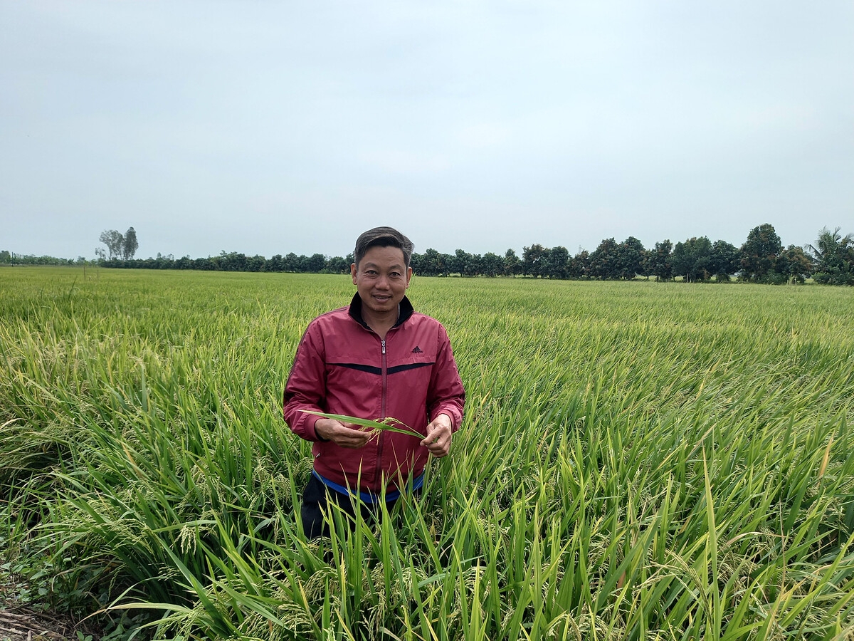 Anh Lưu Văn Đình trúng mùa bội thu khi đặt niềm tin vào sản phẩm NPK Phú Mỹ.