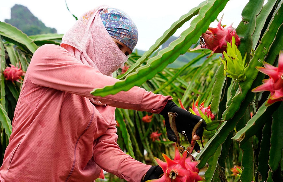 Nhiều hộ dân tại Ninh Thuận vay vốn NHCSXH mở rộng diện tích trồng nho, mang lại giá trị kinh tế cao