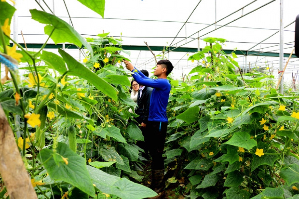 Nhiều hộ đồng bào dân tộc thiểu số đã thoát nghèo nhờ vay vốn từ NHCSXH.