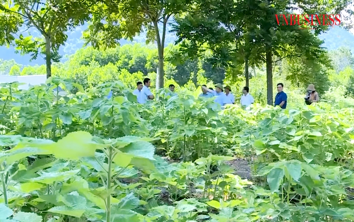 Huyện cũng đang quan tâm đặc biệt đến phát triển du lịch hữu cơ bền vững.