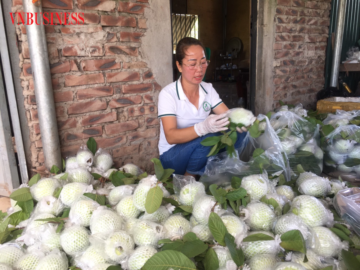 Chủ tịch Hội đồng quản trị kiêm Giám đốc Lý Thị Hà giúp thành viên HTX phân loại, đóng gói ổi để kịp giao đến khách hàng.