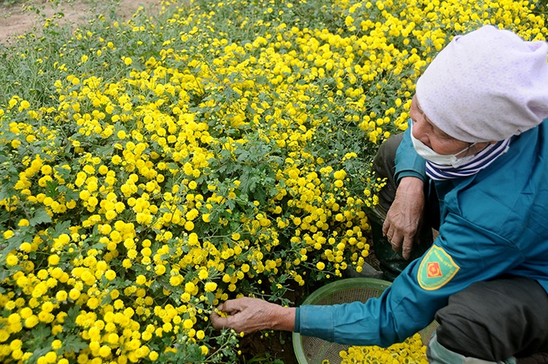 Trồng hoa Cúc Chi giúp không ít người dân nâng cao thu nhập, thúc đẩy xây dựng nông thôn mới nâng cao.