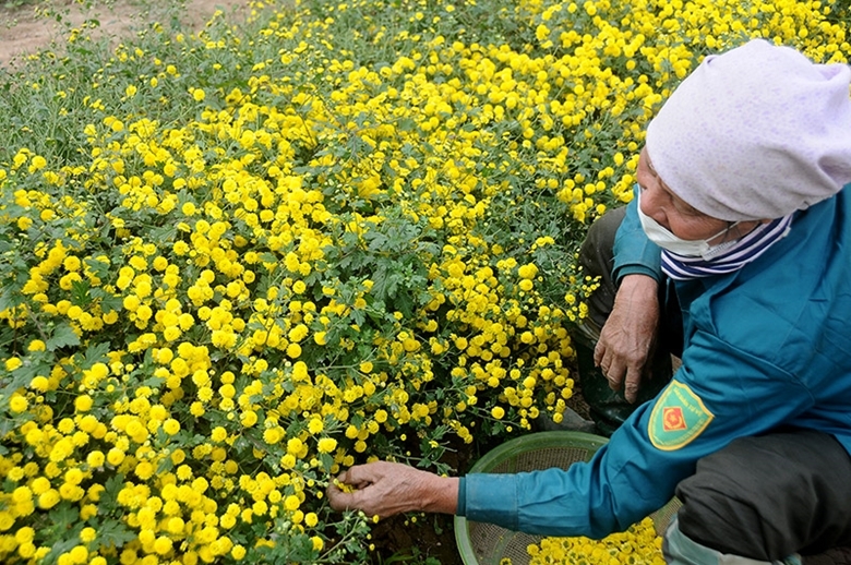 Trồng hoa Cúc Chi giúp không ít người dân nâng cao thu nhập, thúc đẩy xây dựng nông thôn mới nâng cao.