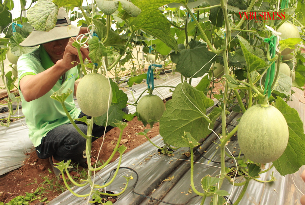 Phát triển liên kết chuỗi giữa doanh nghiệp với tổ hợp tác và HTX giúp người dân Ninh Sơn thoát nghèo bền vững.