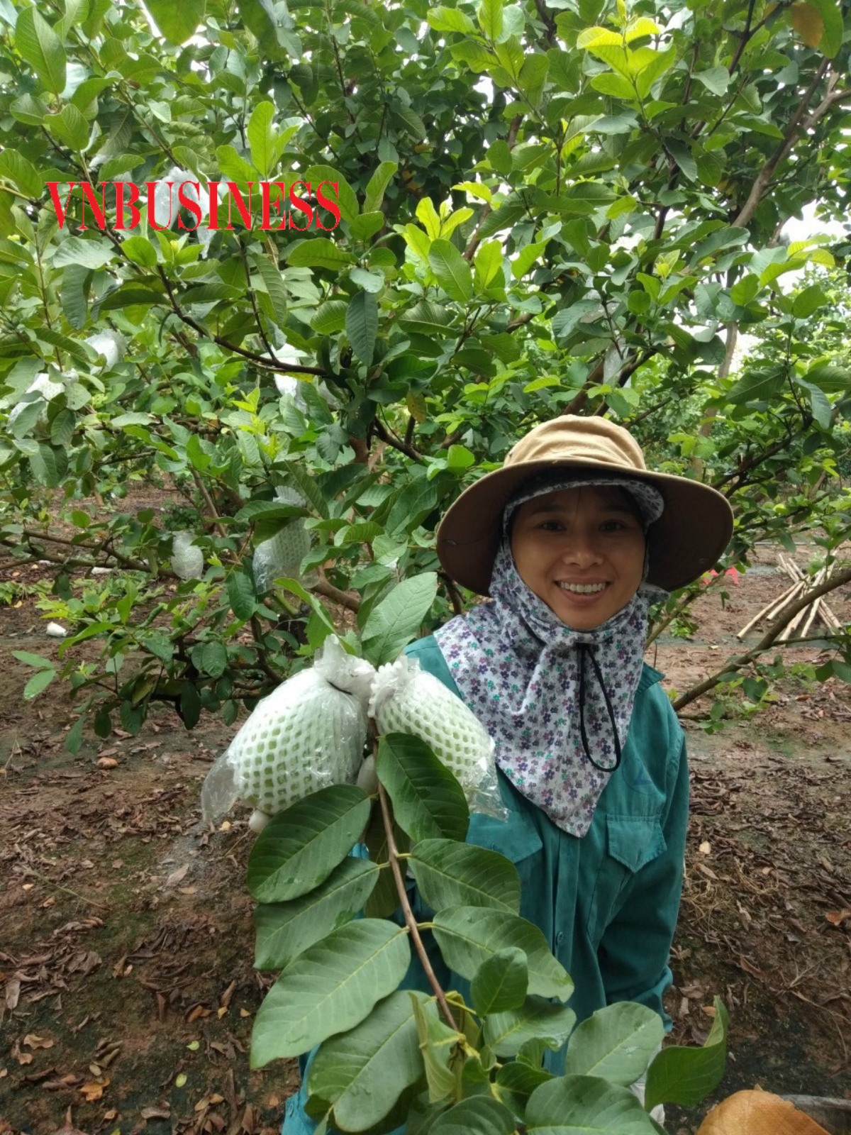 Niềm vui của người trồng ổi trước kỳ vọng mùa thu hoạch thắng lợi.