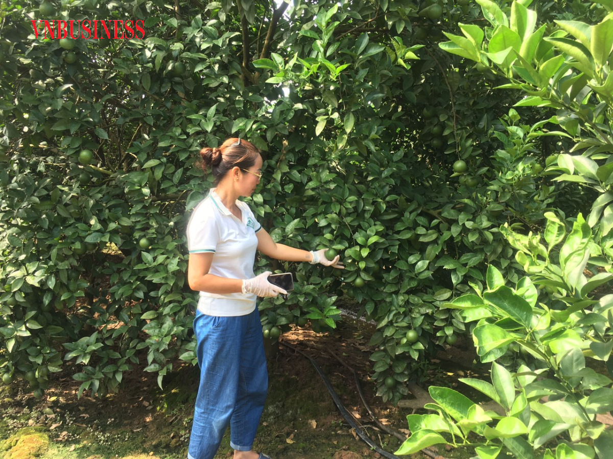 Chị Hà lăn lộn xuống ruộng với dân, thu hái phân loại, nâng niu từng thứ rau, củ quả đem tiêu thụ cho dân...