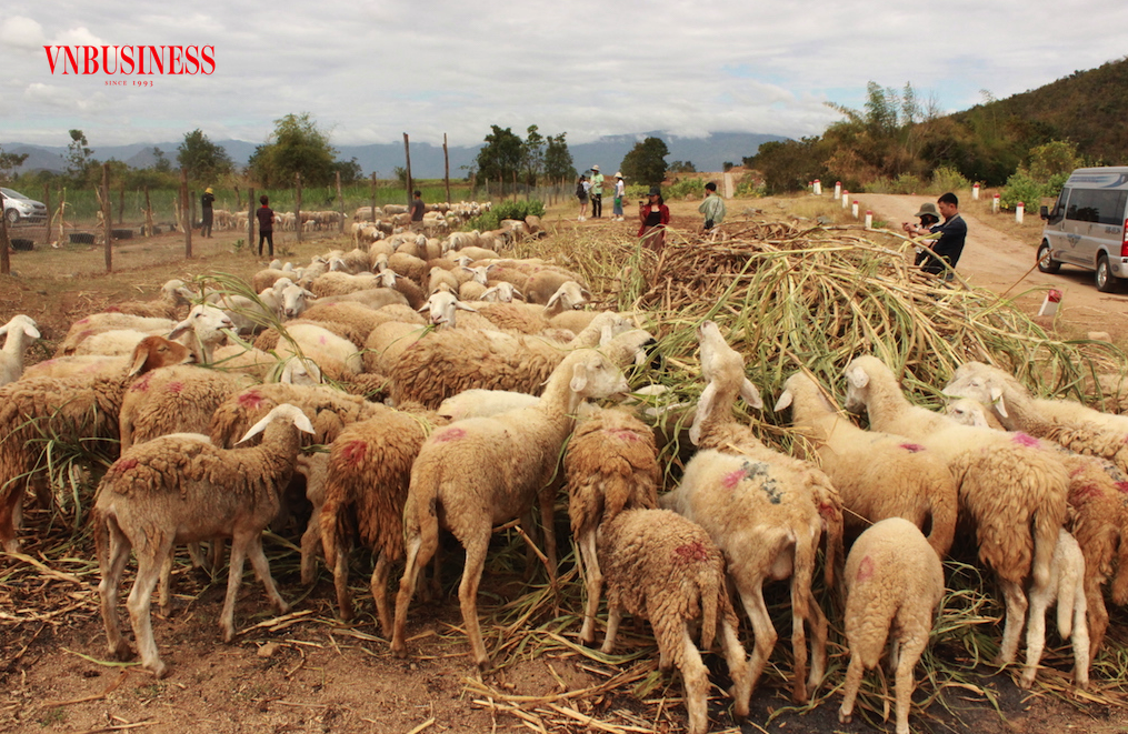 Chăn nuôi cừu giúp người dân Ninh Sơn nâng cao đời sống.