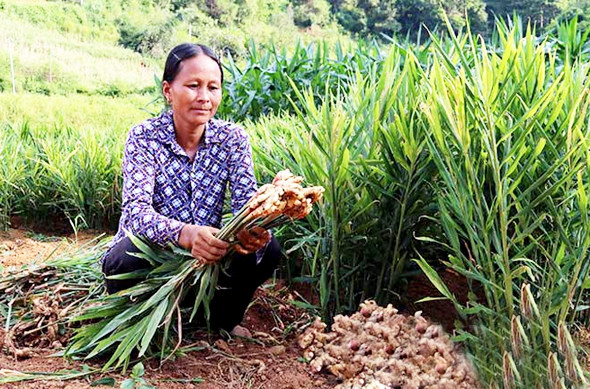 Chuyển đổi cơ cấu nông nghiệp hiệu quả là chìa khóa giảm nghèo của huyện Cao Lộc &lpar;Ảnh: BLS&rpar;.