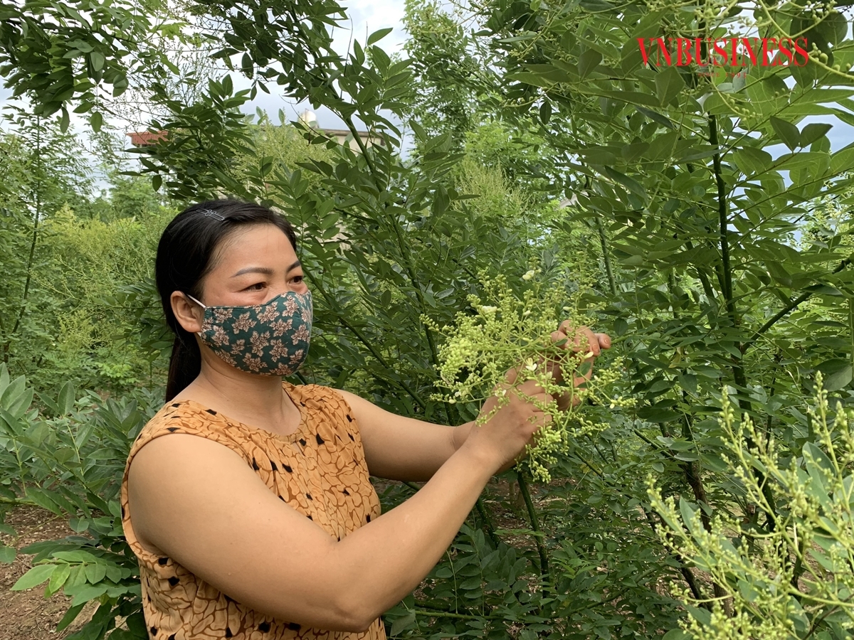 Hoa hòe là một vị thuốc có tác dụng hạ huyết áp, cầm máu, làm bền thành mạch, phòng ngừa tai biến mạch máu não.