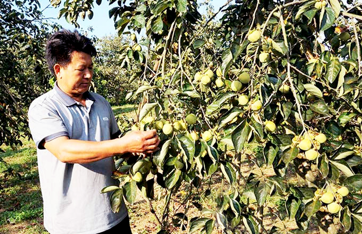 Hồng không hạt là nông sản thế mạnh, cây xóa đói giảm nghèo, làm giàu cho người dân Cao Lộc &lpar;Ảnh: BLS&rpar;.
