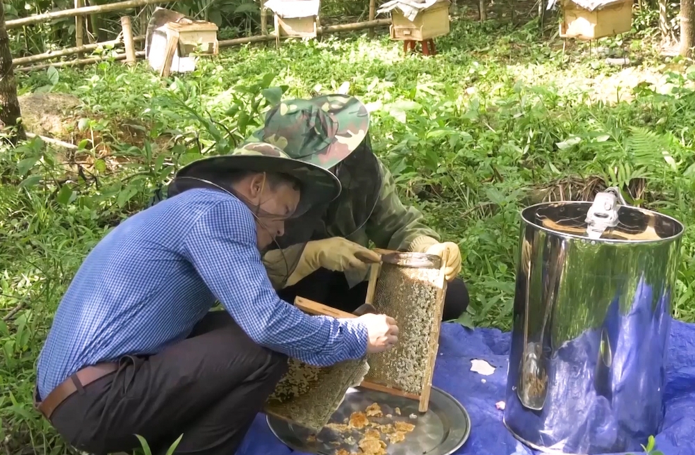 HTX dịch vụ nông lâm nghiệp Yên Nhân giúp hàng chục hộ gia đình phát triển kinh tế bằng nghề nuôi ong lấy mật, giảm nghèo bền vững.