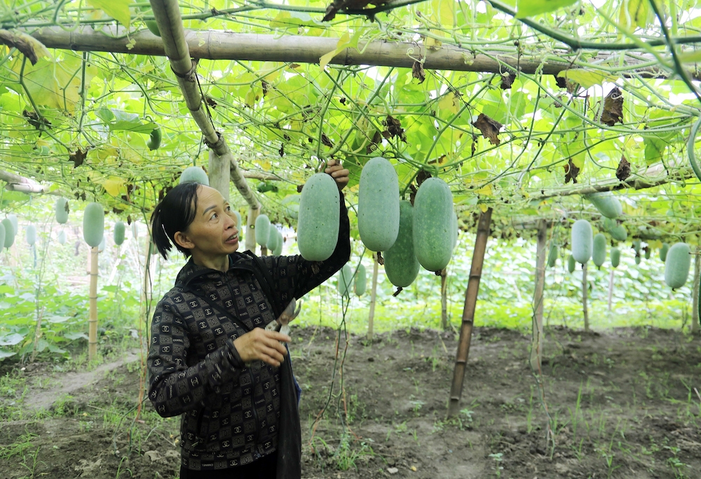 Bí xanh thơm được coi là cây giảm nghèo của các xã Yến Dương và Địa Linh, huyện Ba Bể, tỉnh Bắc Kạn.