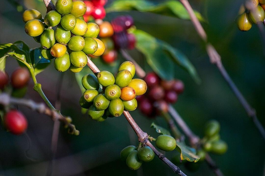 Giá cà phê liên tiếp tăng từ đầu tuần cho đến nay.