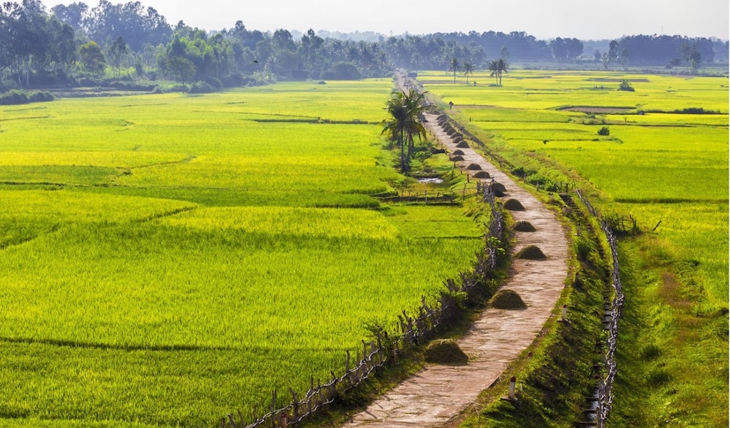 Một cánh đồng lúa ở huyện Phù Mỹ.