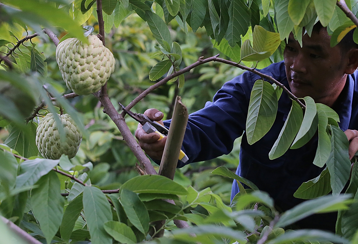 Đến tháng 8/2023, huyện Chi Lăng &lpar;Lạng Sơn&rpar; đã phát triển hình thành vùng trồng na, với tổng diện tích hơn 2.500ha, sản lượng đạt hơn 22.000 tấn quả, giá trị kinh tế ước đạt hơn 700 tỷ đồng/năm.
