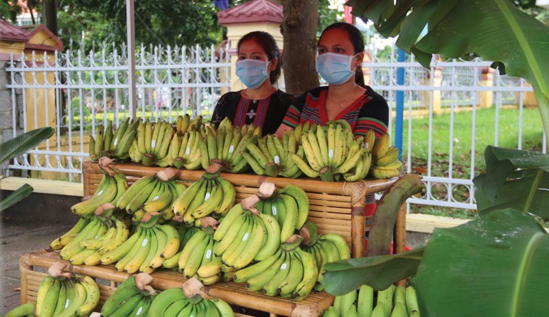 Chuối già lùn của huyện A Lưới đã được chứng nhận OCOP 3 sao, từ đó thúc đẩy mở rộng đầu ra và tiếp tục nâng cao thu nhập cho người dân.