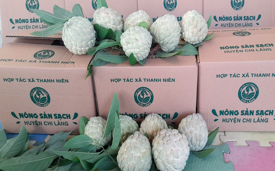 HTX thanh niên Chi Lăng giúp kết nối thị trường cho sản phẩm na Chi Lăng.