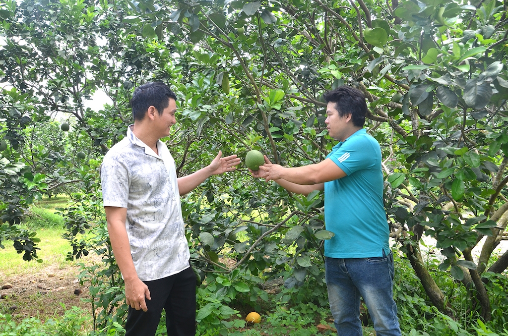 Tham gia kinh tế hợp tác và phát triển mô hình trồng cây có múi giúp đời sống bà con giáo dân ở Lạc An ngày càng nâng lên.