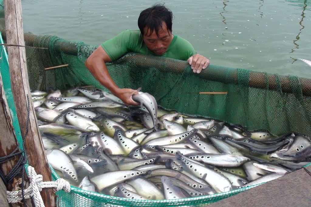 HTX Kỳ Như giúp cho con cá thát lát của Hậu Giang vươn xa.