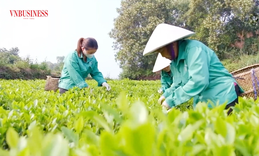 Các cây trồng thế mạnh đang được huyện Phú Lương nhân rộng nhằm nâng cao đời sống cho người dân.