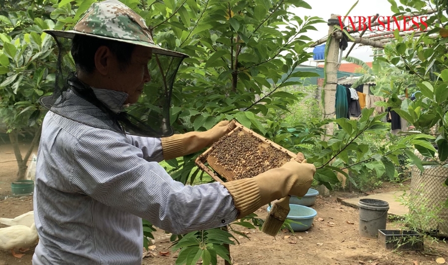 Nếu chăm sóc tốt và được mùa, người dân Đa Lộc có thể thu được 10-12 kg mật/đàn/năm.