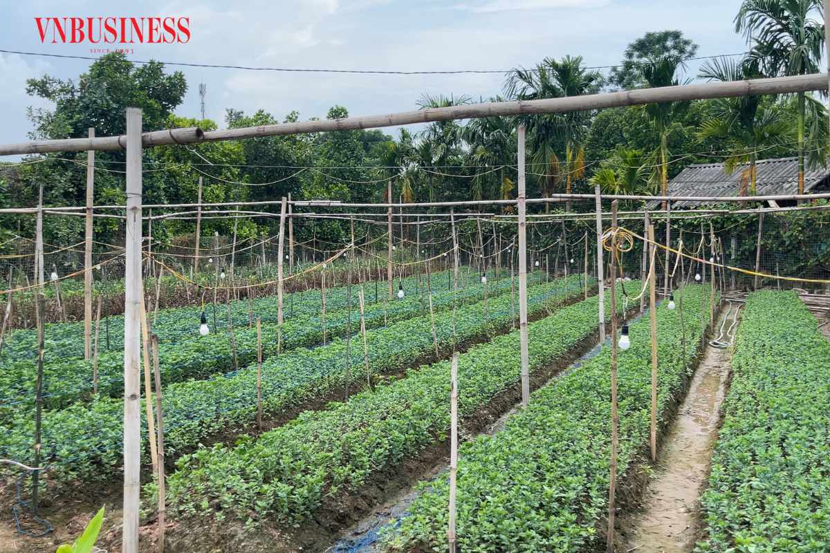 HTX Đại Lan có quy mô 53,75ha đất sản xuất theo quy trình VietGAP với 18 hộ gia đình có cán bộ Đảng viên đóng cổ phần với mục đích chính là phục vụ toàn dân.