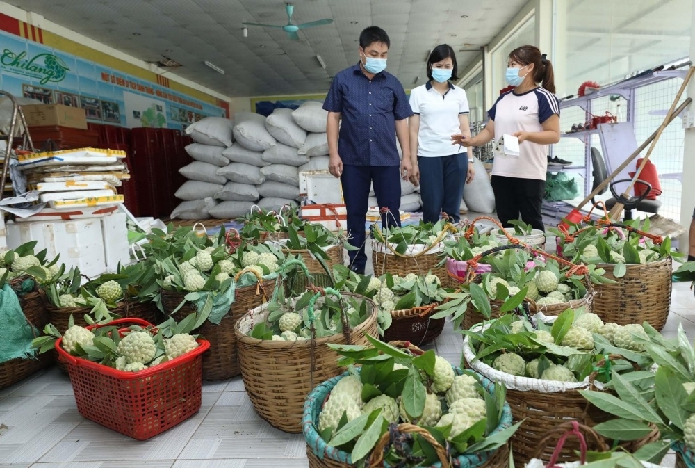 Lao động làm việc tại các HTX đang chiếm số lượng khá lớn, là nguồn quan trọng để phát triển số người tham gia BHXH.