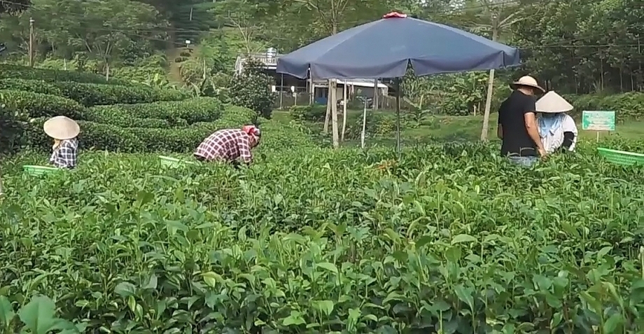 Phong trào xây dựng NTM tại huyện Định Hoá đang được triển khai mạnh mẽ, trong đó có sự đóng góp tích cực của các HTX nông nghiệp.