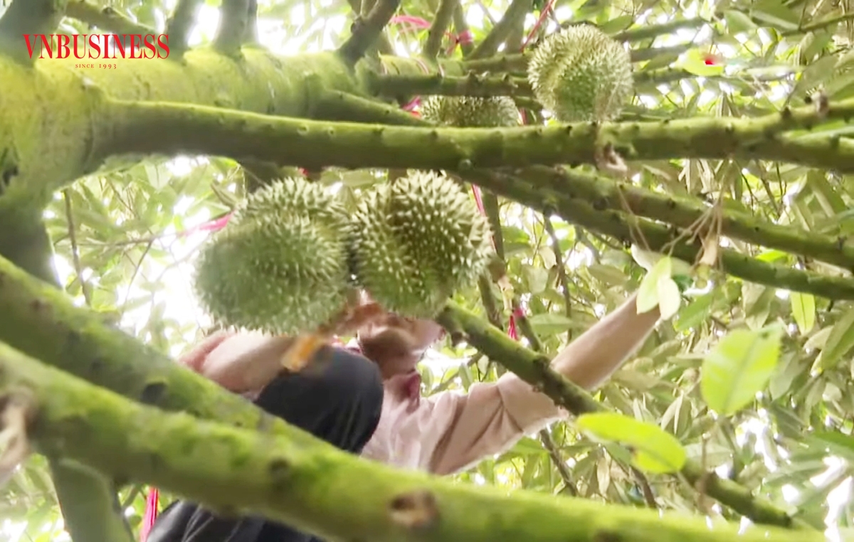 Huyện Kế Sách sẽ tiếp tục chú trọng thúc đẩy chuỗi giá trị trong trồng cây ăn quả.