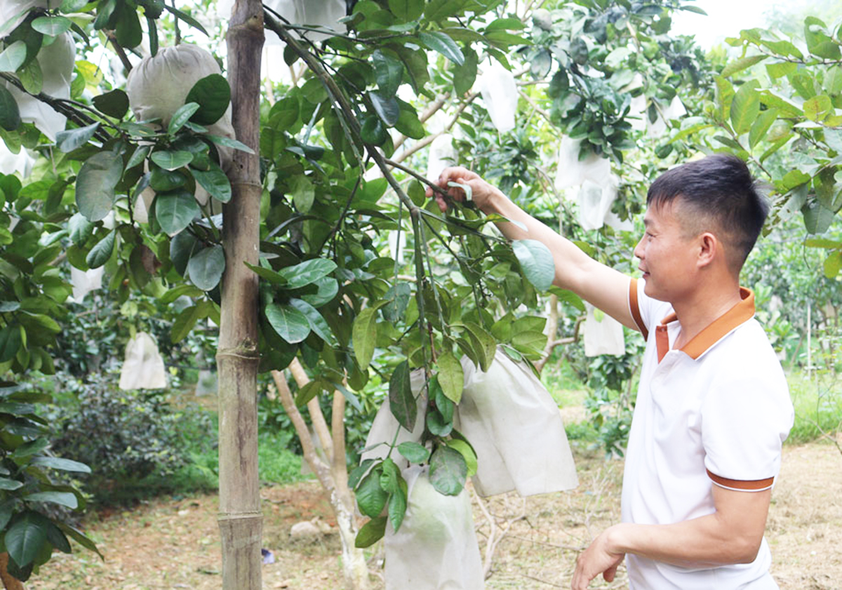 Chuyển đổi sản xuất theo hướng an toàn, hiện đại là chìa khóa để nông dân Đồng Hỷ làm giàu &lpar;Ảnh: BTN&rpar;.