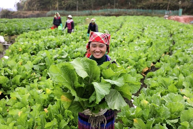 Các HTX ở Mù Cang Chải đã mang lại hiệu quả bền vững, tạo việc làm và thu nhập ổn định cho bà con địa phương.