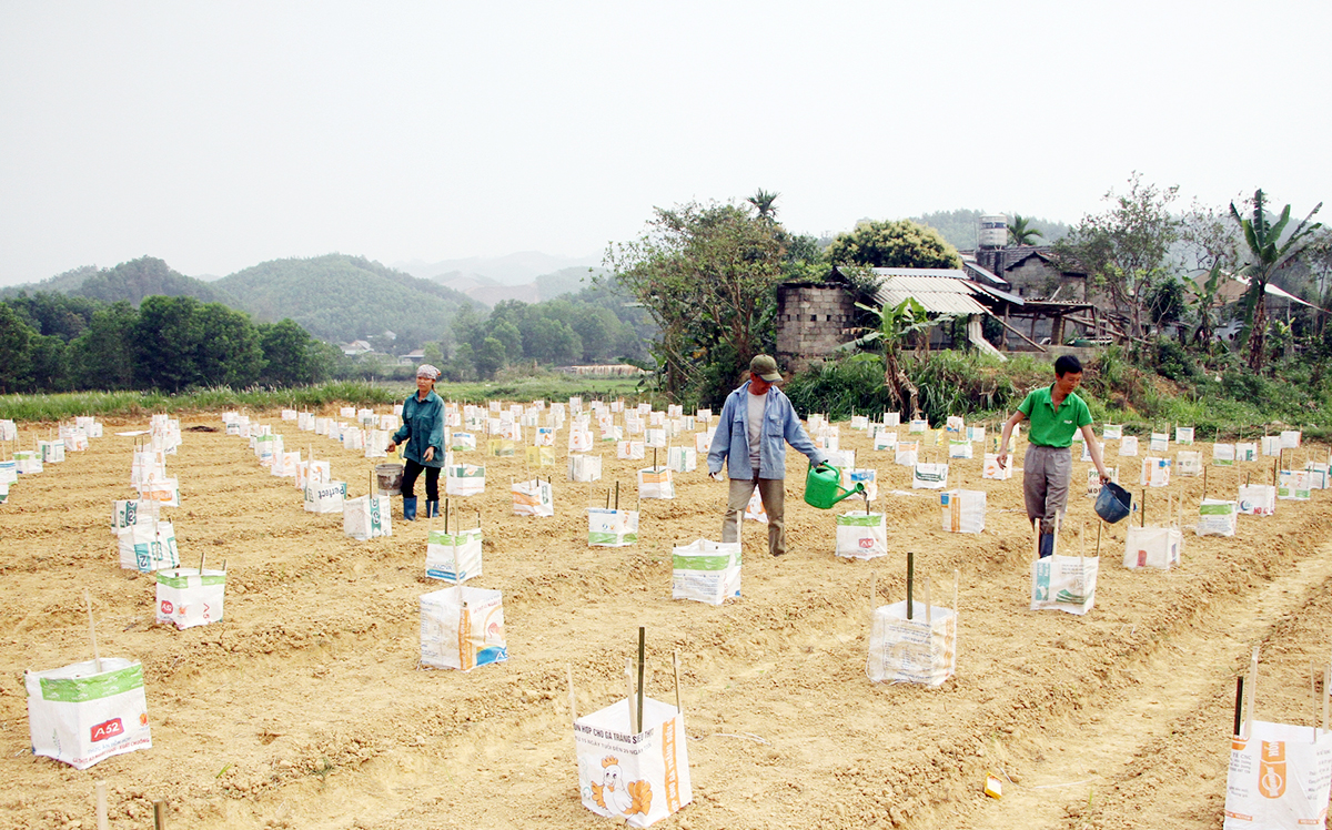 Đồng Hỷ sẽ tiếp tục đẩy mạnh tái cơ cấu nông nghiệp theo hướng nâng cao giá trị gia tăng &lpar;Ảnh: BTN&rpar;.