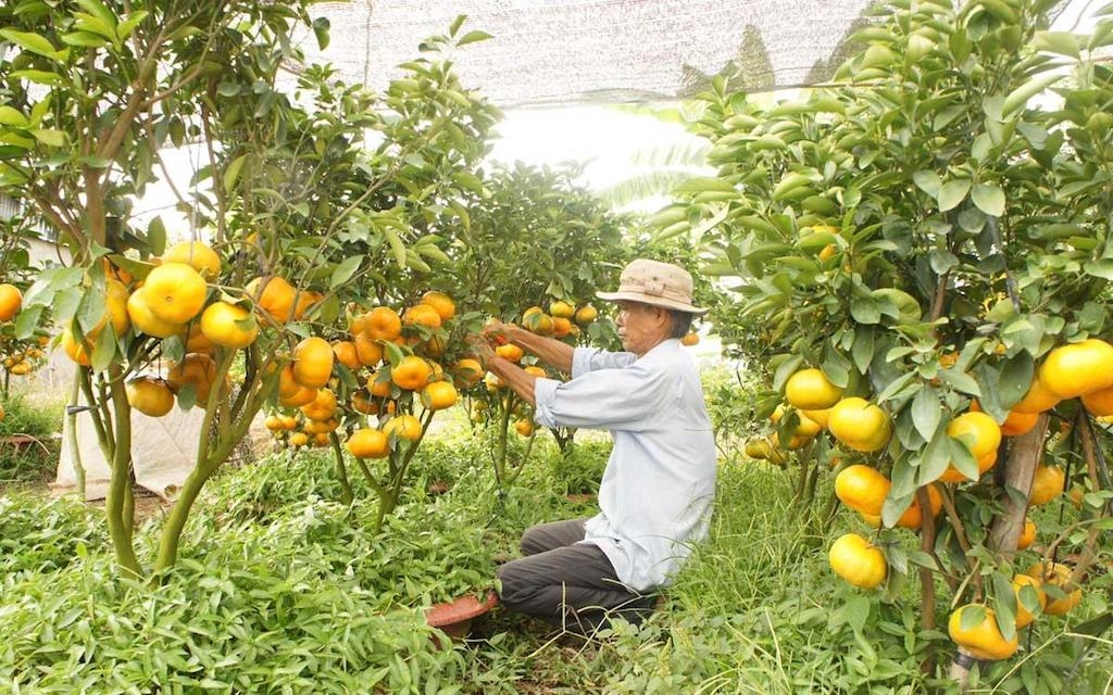 Các nông dân Lai Vung vững tin vào kinh tế hợp tác giúp họ nâng cao đời sống.