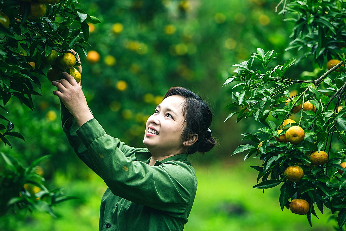 Quýt vàng đang là sản phẩm OCOP 4 sao của huyện Bắc Sơn.