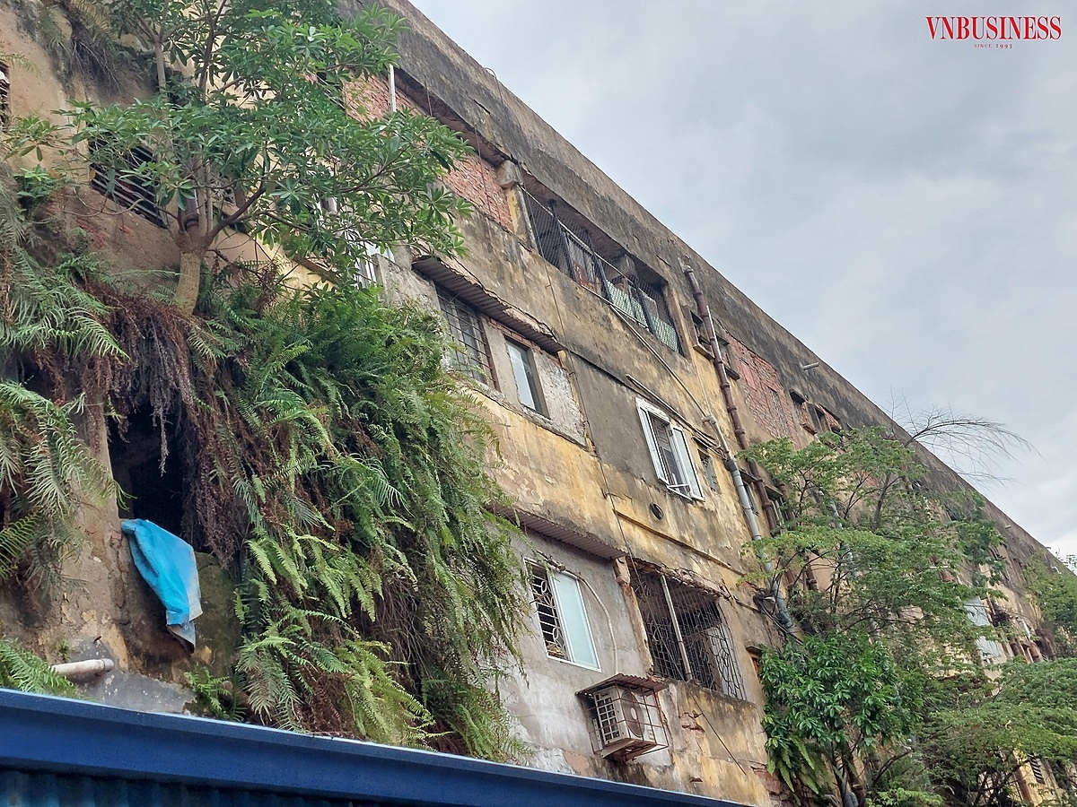 Rêu phong, cây cối phủ bám chặt phía sau dãy nhà chung cư A5, A6.