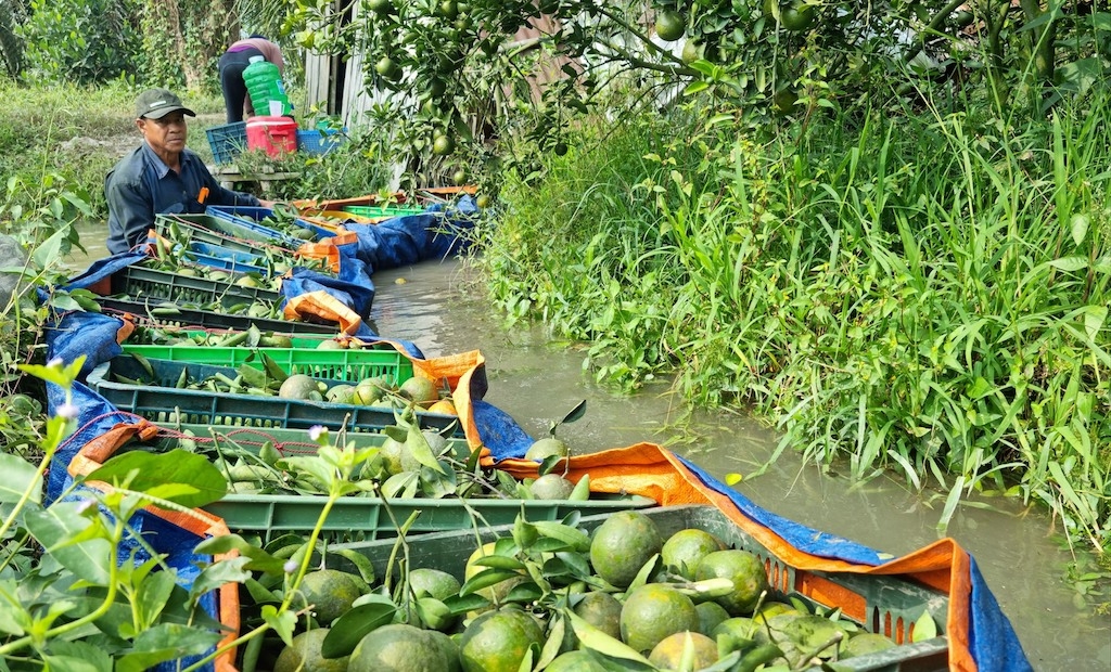 HTX Nông nghiệp Thông Hòa tạo ra mạng lưới kết nối nông sản trong địa phương và các vùng lân cận.