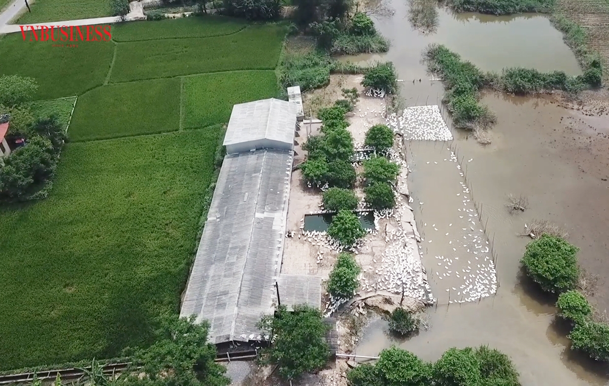 Chuyển đổi cơ cấu nông nghiệp hiệu quả là chìa khóa trong xây dựng nông thôn mới ở Triệu Phong.