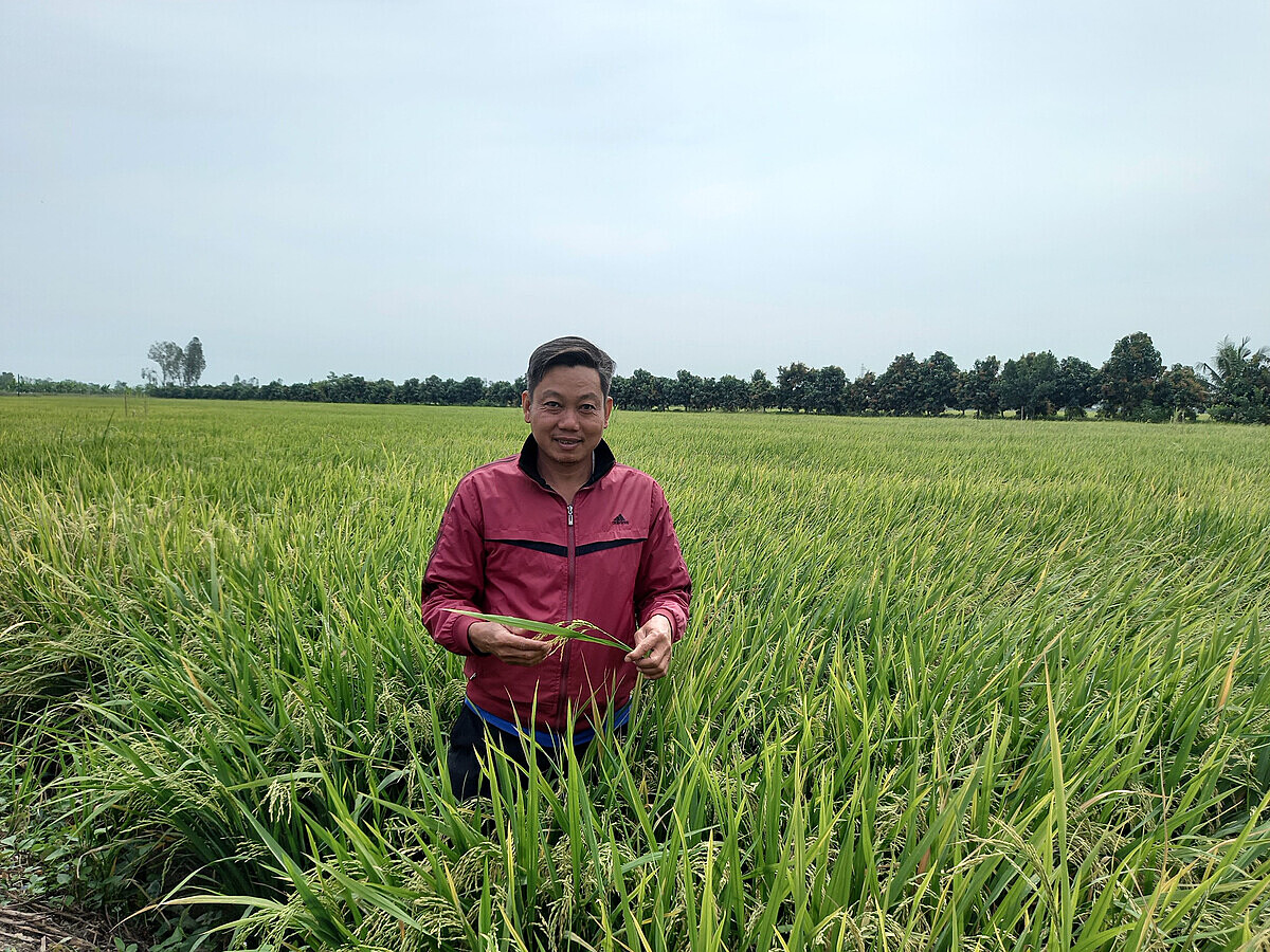 Người dân trồng lúa được mùa, được giá.