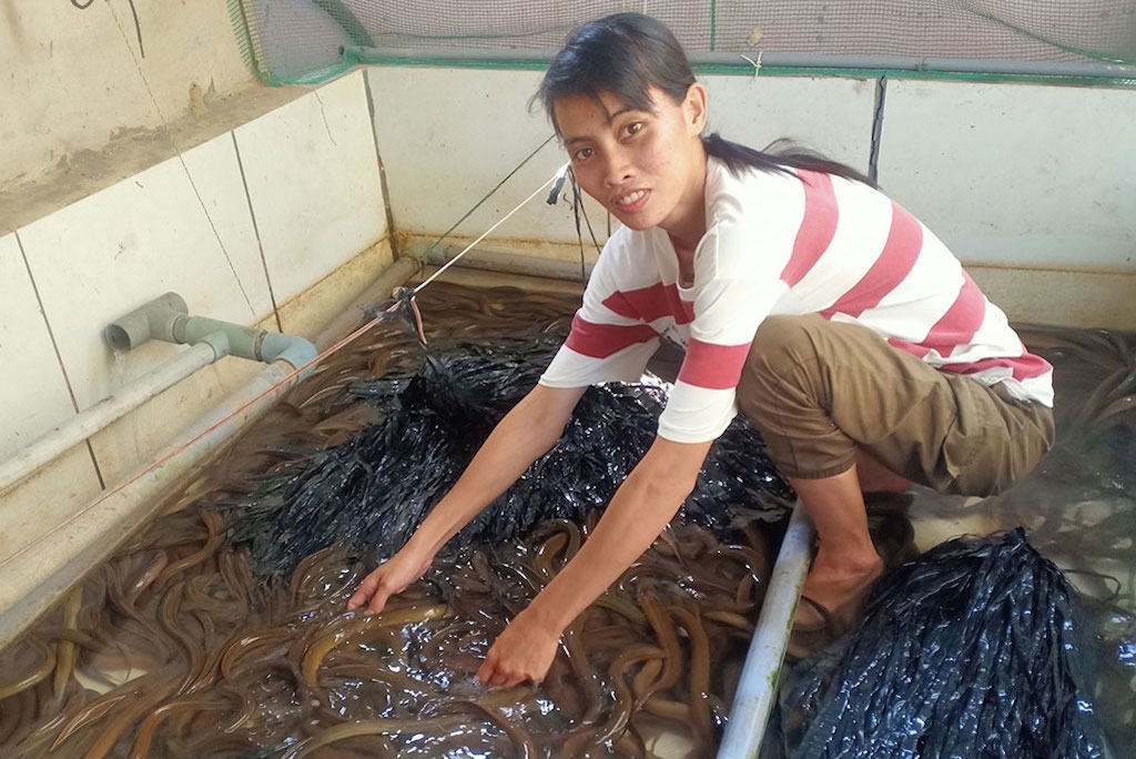 Tổ hợp tác nuôi lươn đang tạo ra mối liên kết các hộ nông dân nuôi lươn trong xã Châu Điền với nhau.